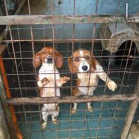 Cani per la caccia al coniglio