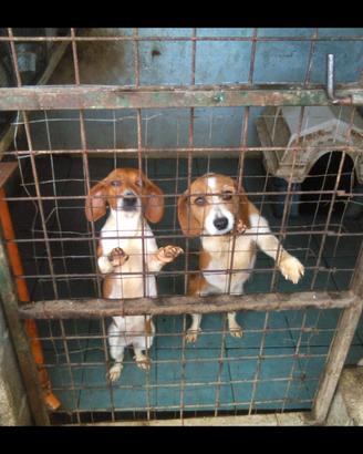 Cani per la caccia al coniglio