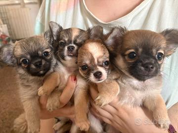 Vendita cuccioli Chihauhua a pelo lungo