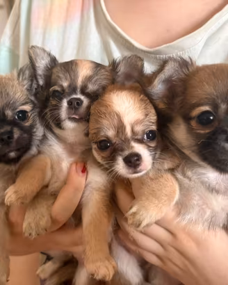 Vendita cuccioli Chihauhua a pelo lungo