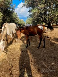 Puledra appaloosa