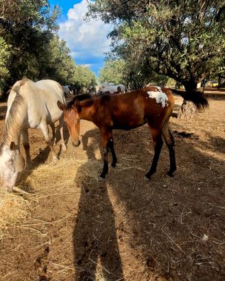 Puledra appaloosa