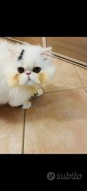 Gatto persiano accoppiamento