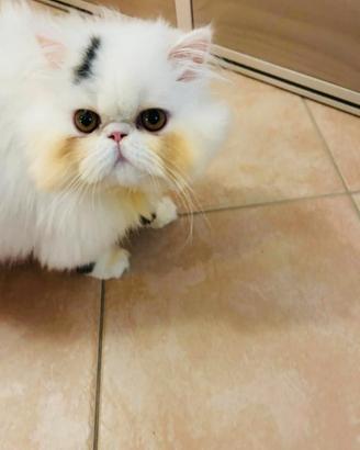 Gatto persiano accoppiamento