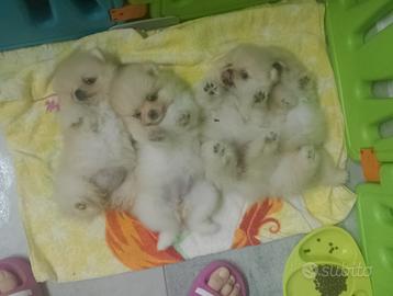 Spitz pomerania