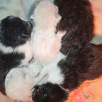 Gatto persiano ipertipico