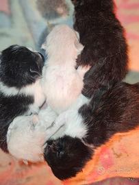 Gatto persiano ipertipico