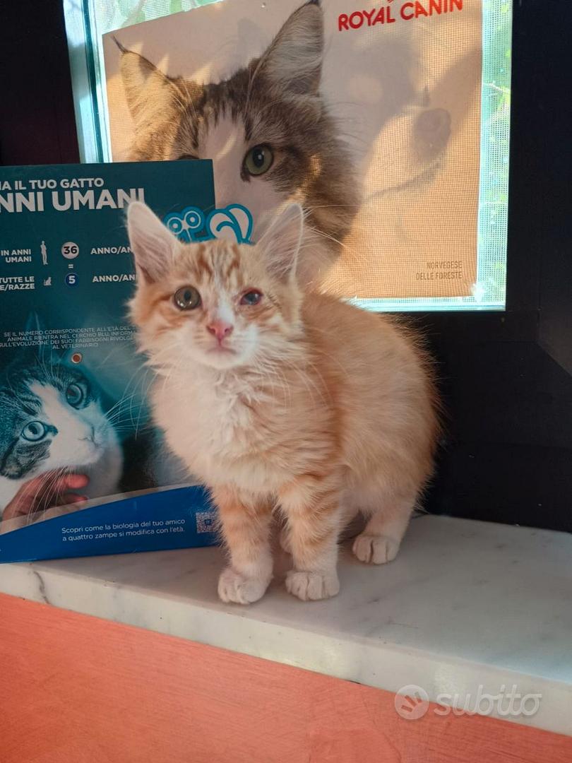 LIONEL - gattino di 2 mesi - Animali In vendita a Milano