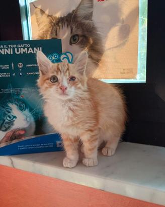 LIONEL - gattino di 2 mesi