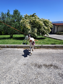 Cuccioli di pointer