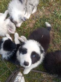 Cuccioli di border collie