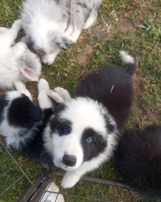 Cuccioli di border collie