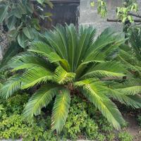 Cycas zona Fuorni