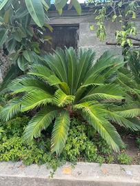 Cycas zona Fuorni