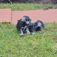 Zwergschnauzer pepe sale pedigree ENCI