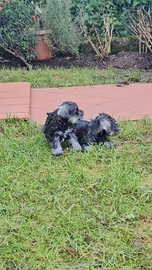 Zwergschnauzer pepe sale pedigree ENCI