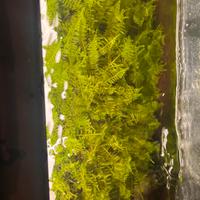 Porzioni abbondanti di muschio di Java