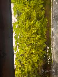 Porzioni abbondanti di muschio di Java