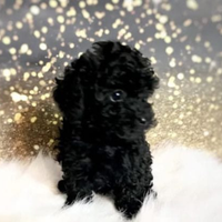 Barboncino toy ultimo maschio Black