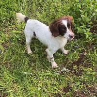 Springer spaniel femmina