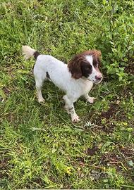 Springer spaniel femmina