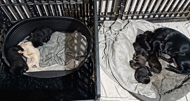 Cuccioli incrocio cocker e lupetto delle alpi