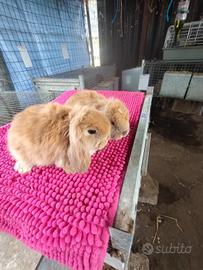 Coniglietti ariete nani