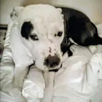 Amstaff femmina 6 anni educata sana buona