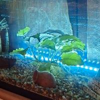 pianta acquatica Anubias