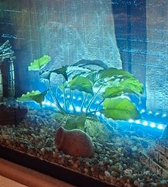 pianta acquatica Anubias