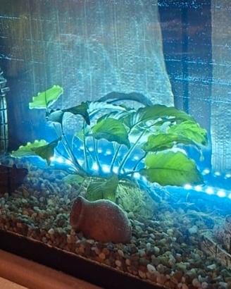 pianta acquatica Anubias