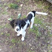 Scooby, cucciolo Breton in ADOZIONE