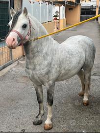 Cavallo