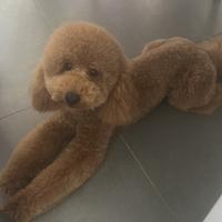 Barboncino per monta