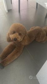 Barboncino per monta