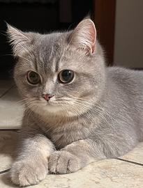 Gatto Scottish Straight