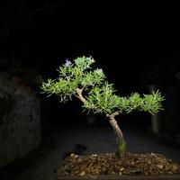 Bonsai rosmarino ( rosmarinus officinalis )