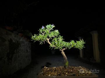 Bonsai rosmarino ( rosmarinus officinalis )