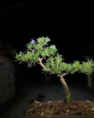 Bonsai rosmarino ( rosmarinus officinalis )