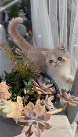 Gatti Persiani e Exotic h