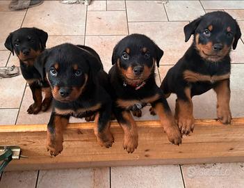 Cuccioli Rottweiler