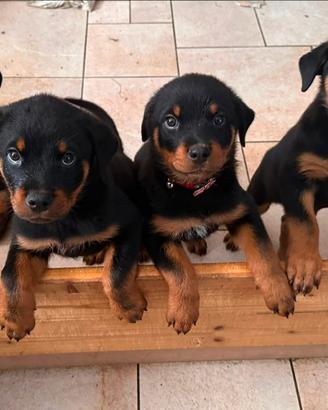 Cuccioli Rottweiler