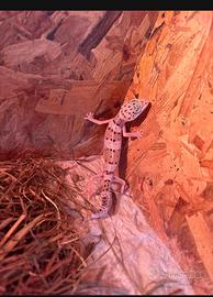 Gechi leopardini
