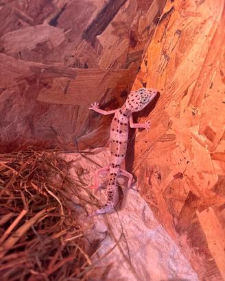 Gechi leopardini