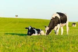 Podere agricolo di ettari sei a san Polo