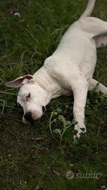 Dogo argentino femmina