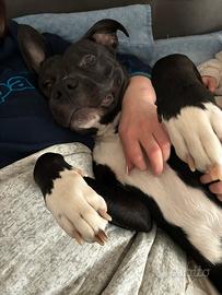 Femmina amstaff per accoppiamento