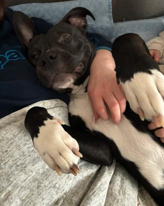 Femmina amstaff per accoppiamento
