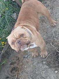 American bully