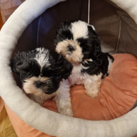 Cuccioli shih tzu